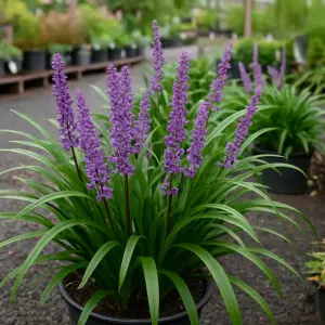 Liriope muscari 'Royal Purple'