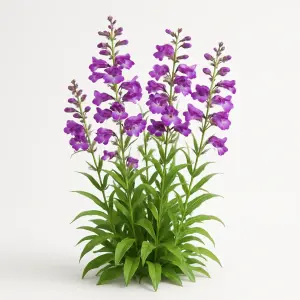 Penstemon  'Sour Grapes'