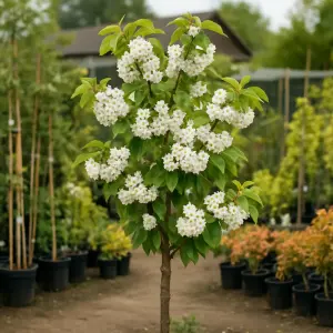 Prunus avium Duo Cherry Patio Fruit