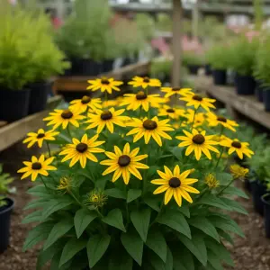 Rudbeckia  'Little Goldstar'