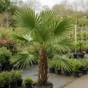Trachycarpus fortunei
