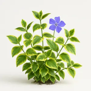 Vinca major 'Maculata'