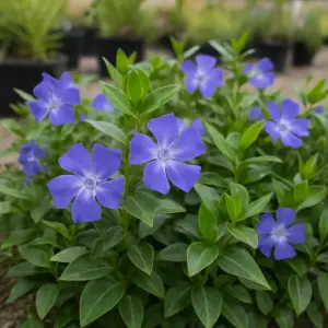 Vinca major