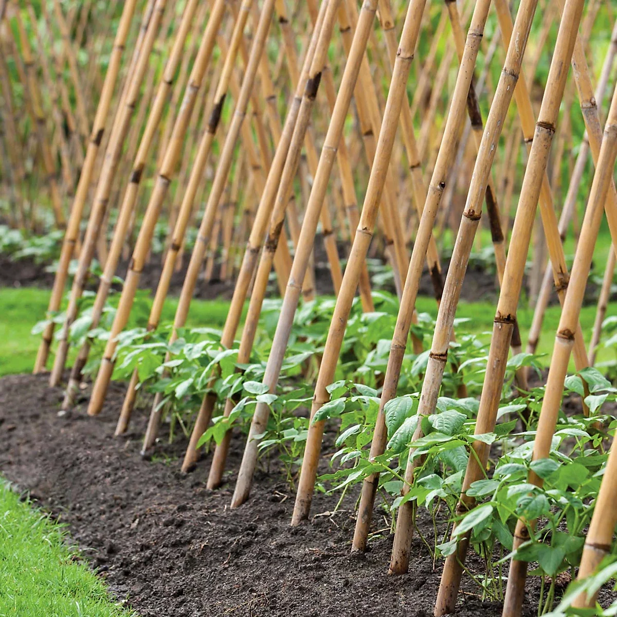 GM Grow It Bamboo Canes 90cm 3 20pk