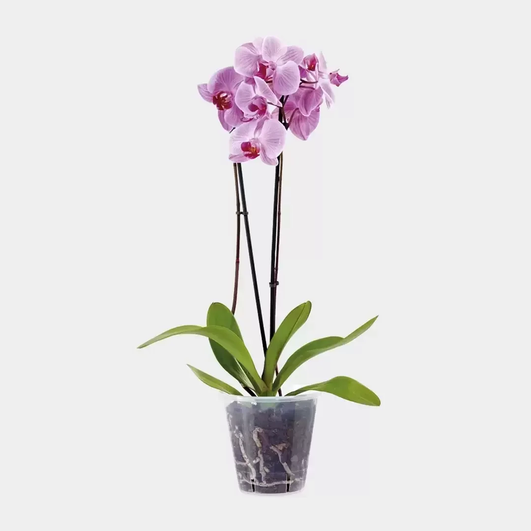 STEWART 239039 CLEAR POT