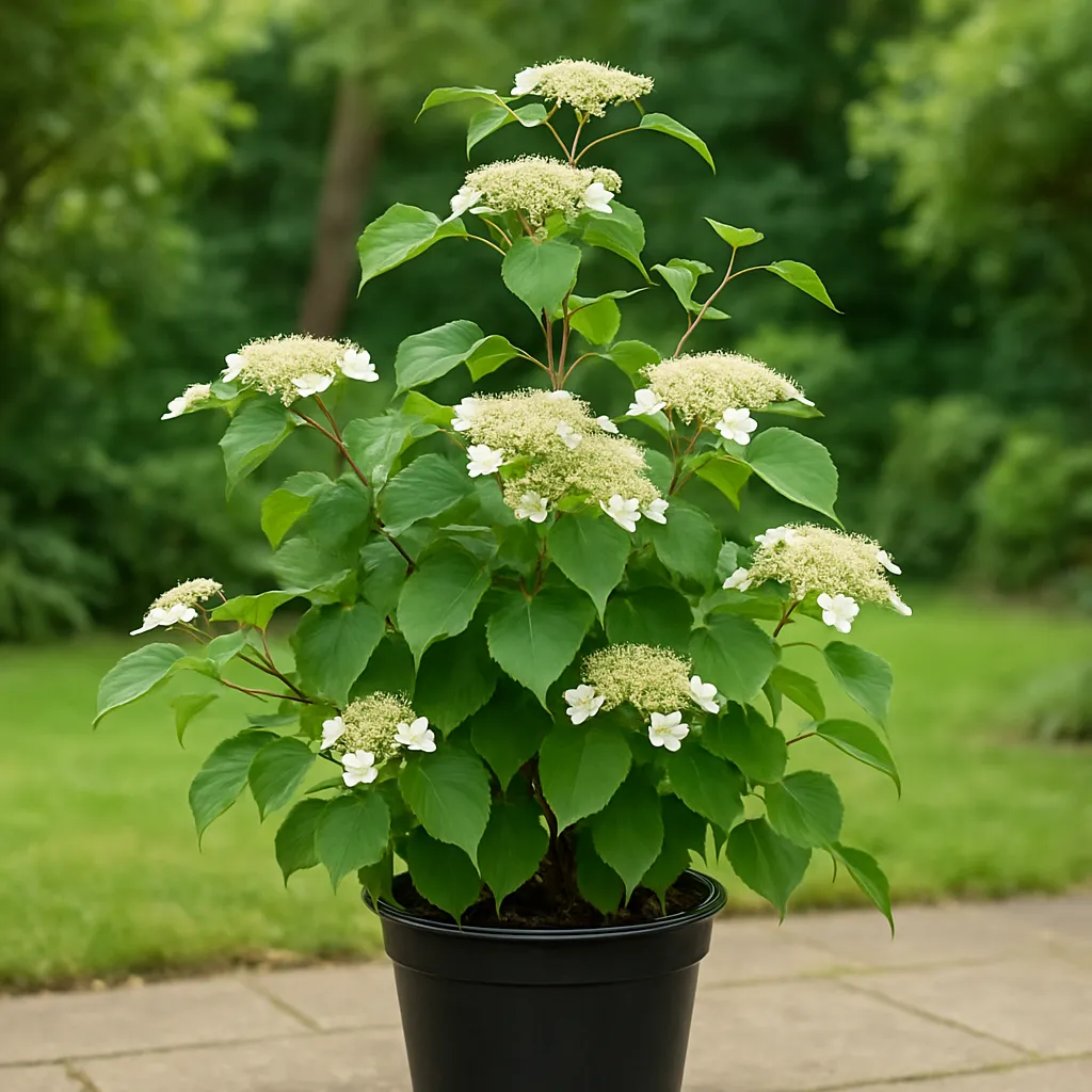 Hydrangea anomala subsp. petiolaris