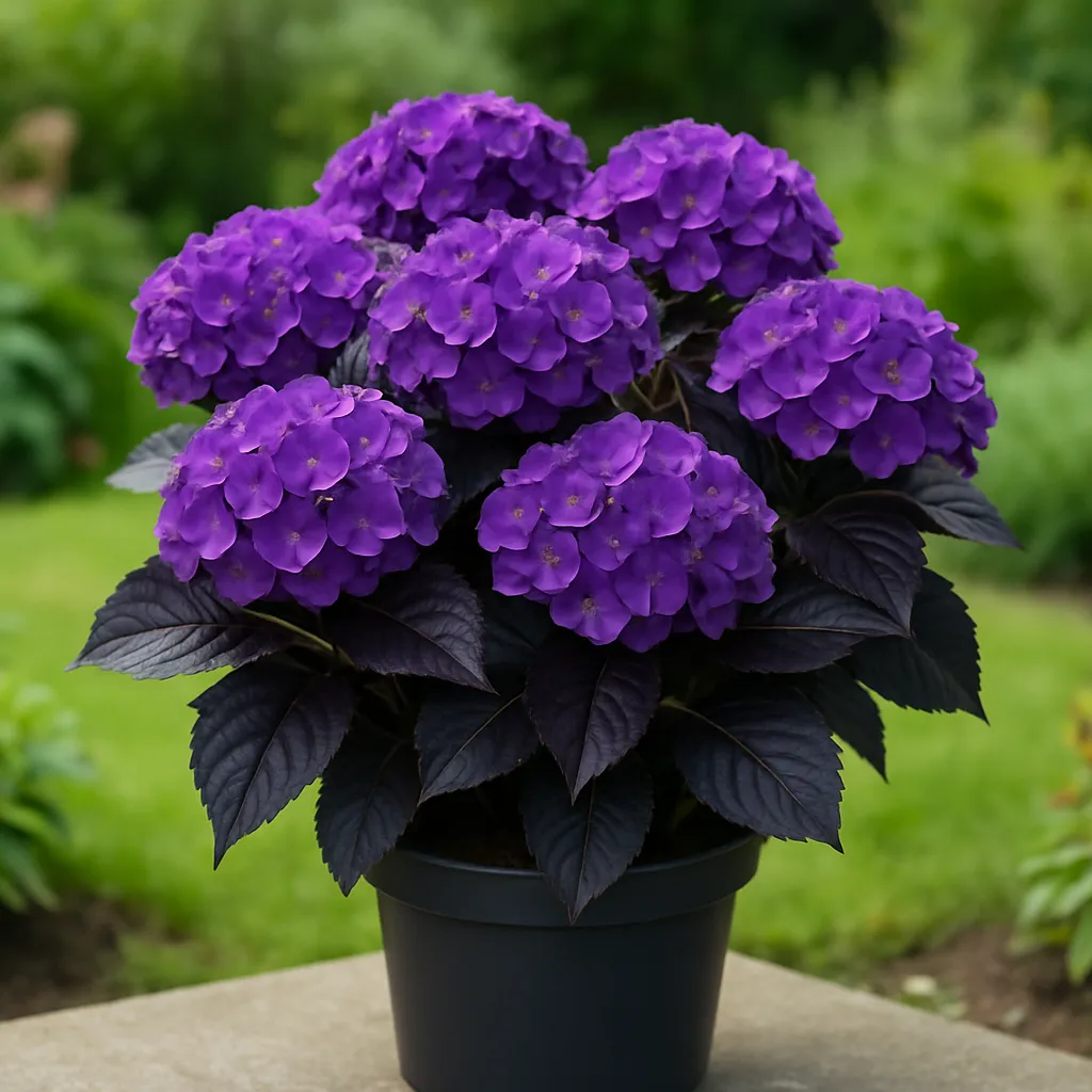 Hydrangea macrophylla 'Eclipse Purple''