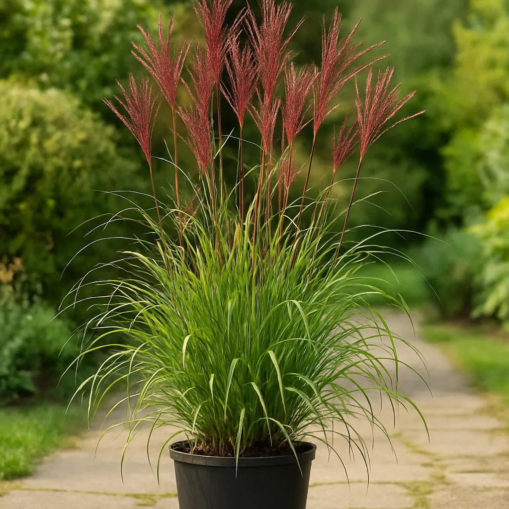 Miscanthus sinensis 'Red Chief'