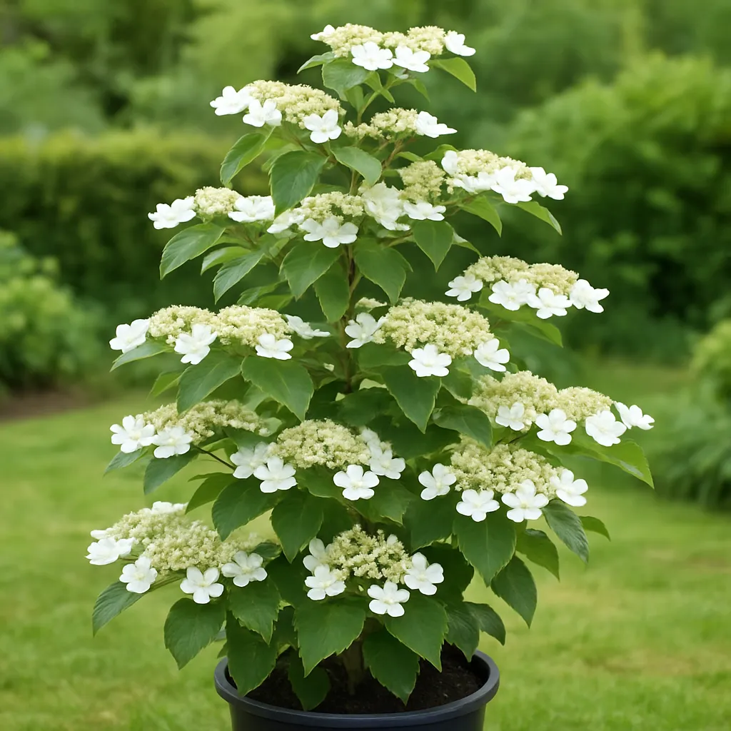 Viburnum plicatum Kilimandjaro